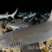 shark_whitetip_reef_mancg_ci_h_0249_cos1045.jpg